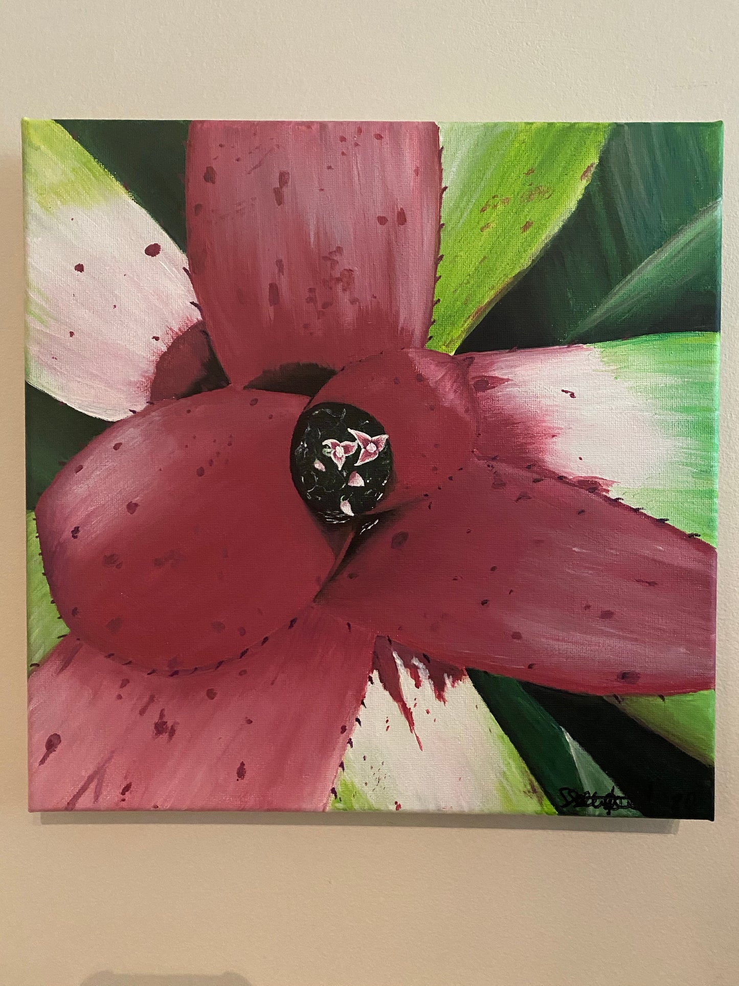 Neoregelia Donna
