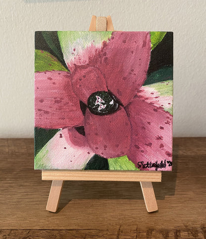 Mini Neoregelia Donna